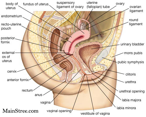 Side view of the female internal reproductive system