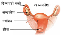 औरतों का जनन तंत्र 