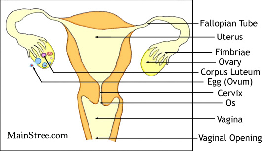 ovaries, Fallopain Tubes, Vagina