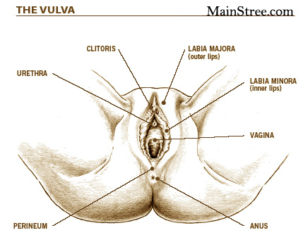 The Vulva of women
