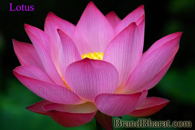why is the lotus the national flower of india