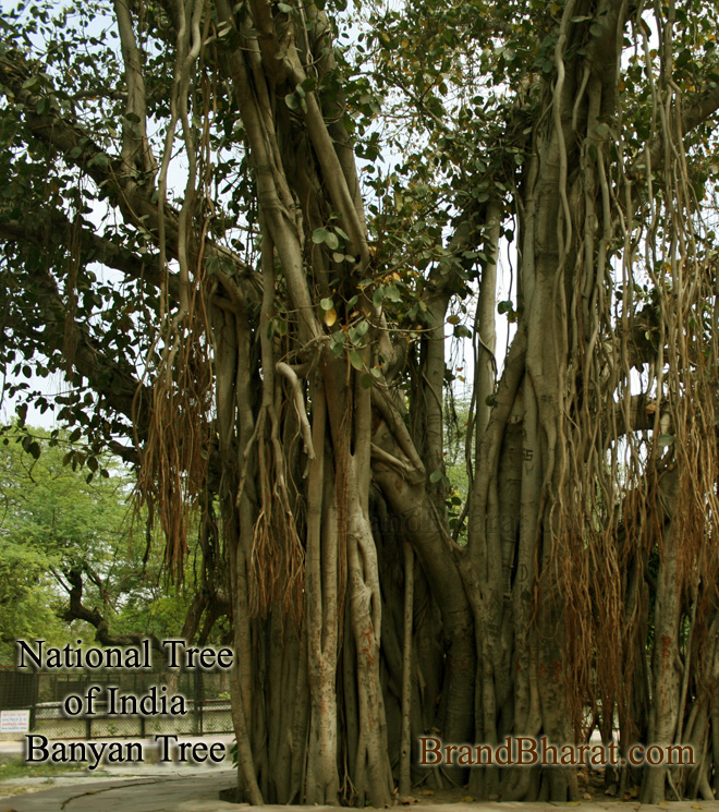 National Tree of India - Banyan Tree